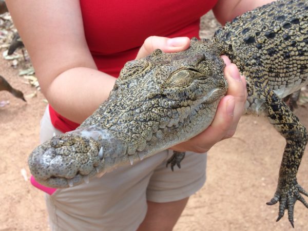 Billabong Sanctuary Townsville Australia holding a crocodile