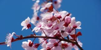 cherry almond-blossom-5378_1920