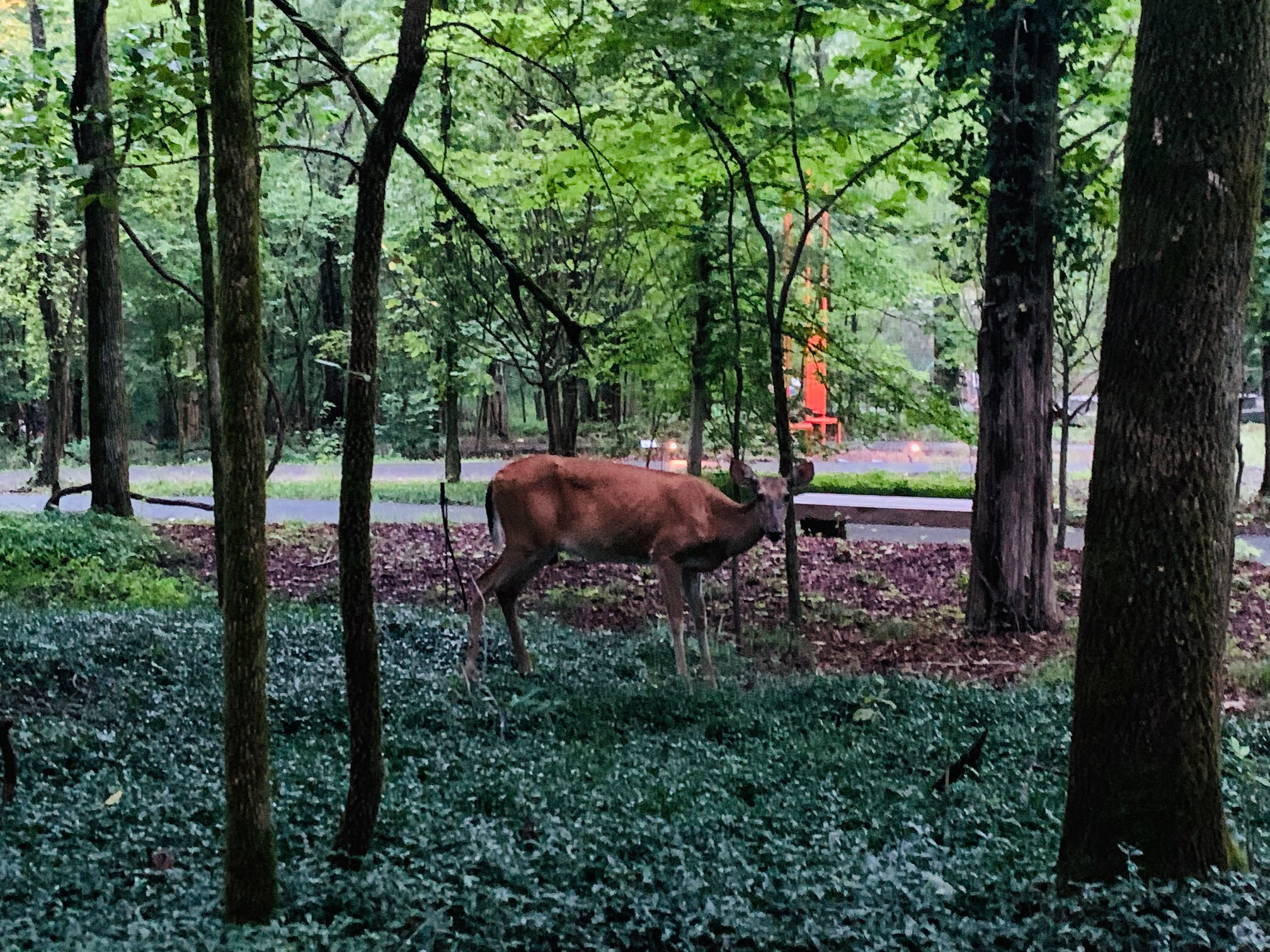Cheekwood Estates Sculpture Trail wild deer