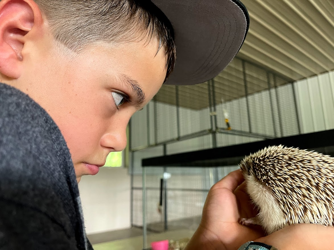 Dutch Country Safari Timothy with hedgehog 2021-07