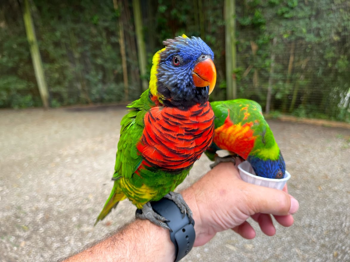 best things to do in Horse Cave Kentucky - Kentucky Down Under - Lorikeet on Lee's arm 2021-07