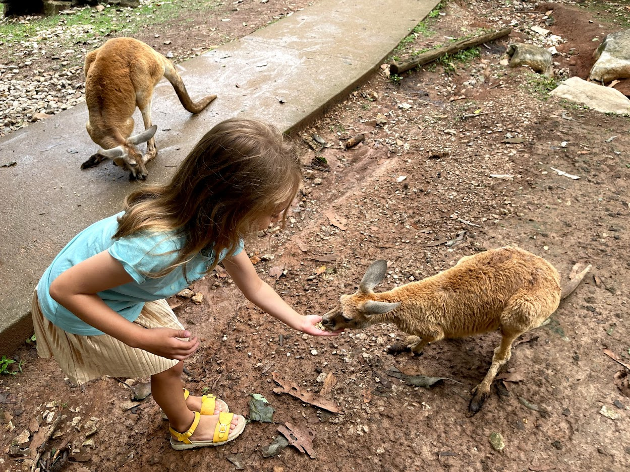 Kentucky Down Under - Scarlett feeding kangaroo 2021-07