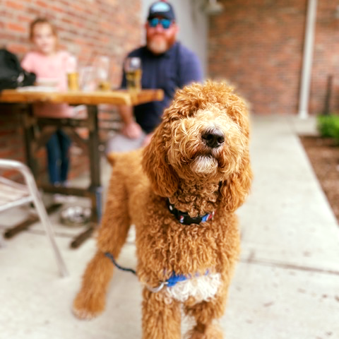Fat Bottom Brewing Louie the dog