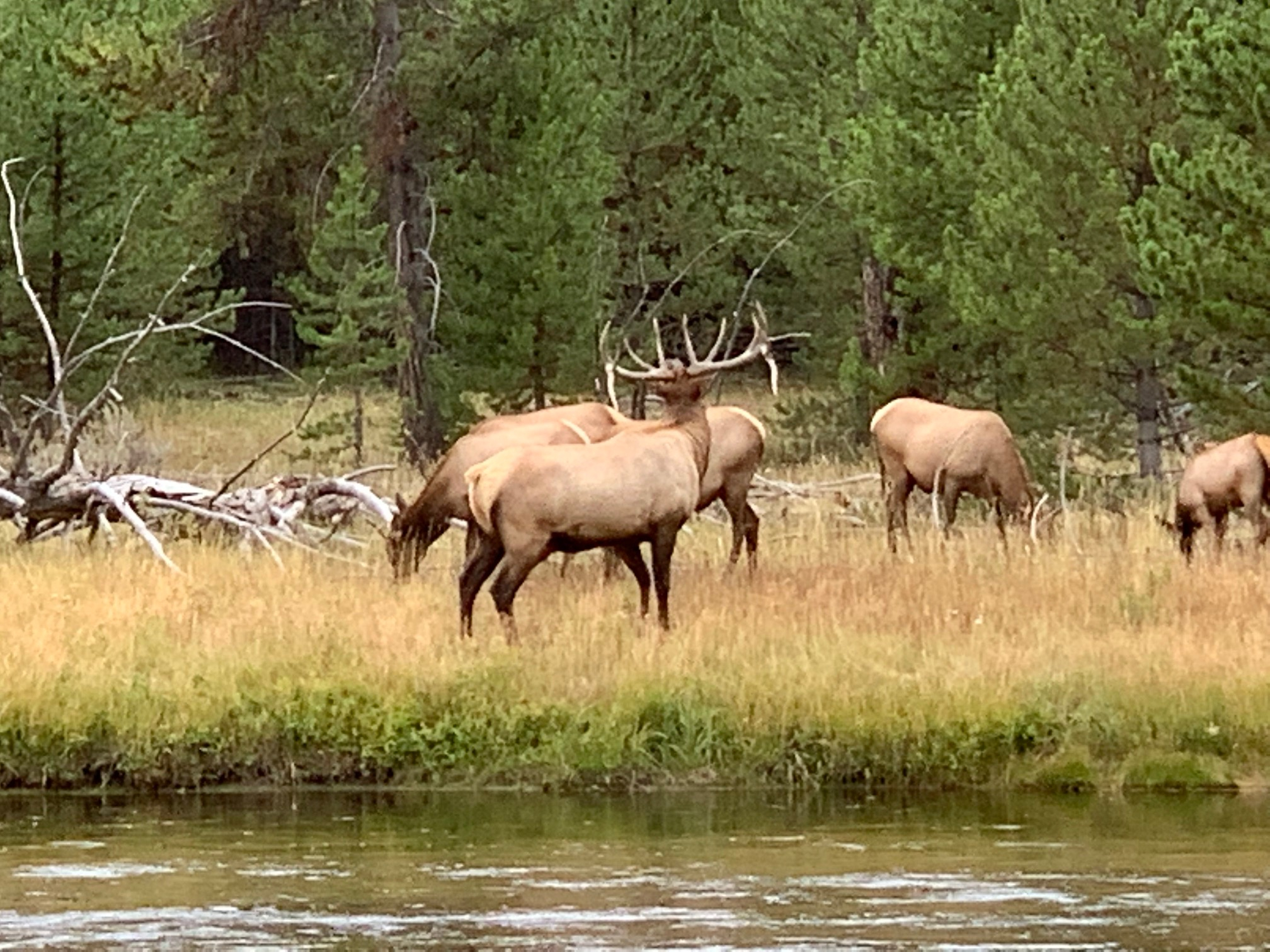Yellowstone National Park elk